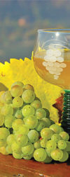 Vinobraní a wellness pobyt Burčák